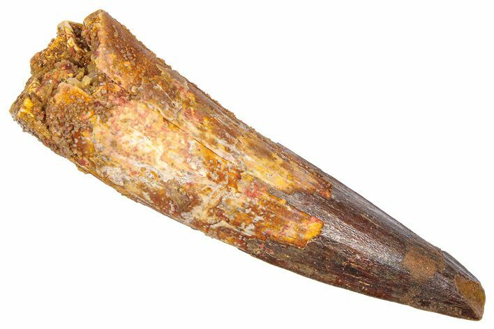 Fossil Spinosaurus Tooth - Real Dinosaur Tooth #382386